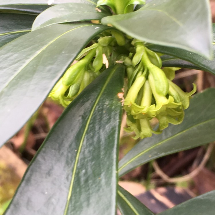 plant image 328433
