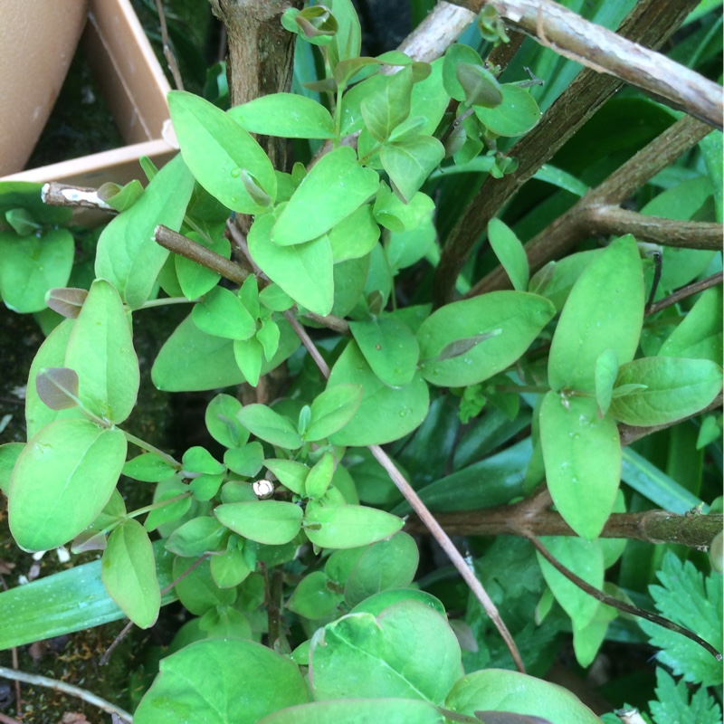 Plant image Hypericum x moserianum 'Little Misstery'