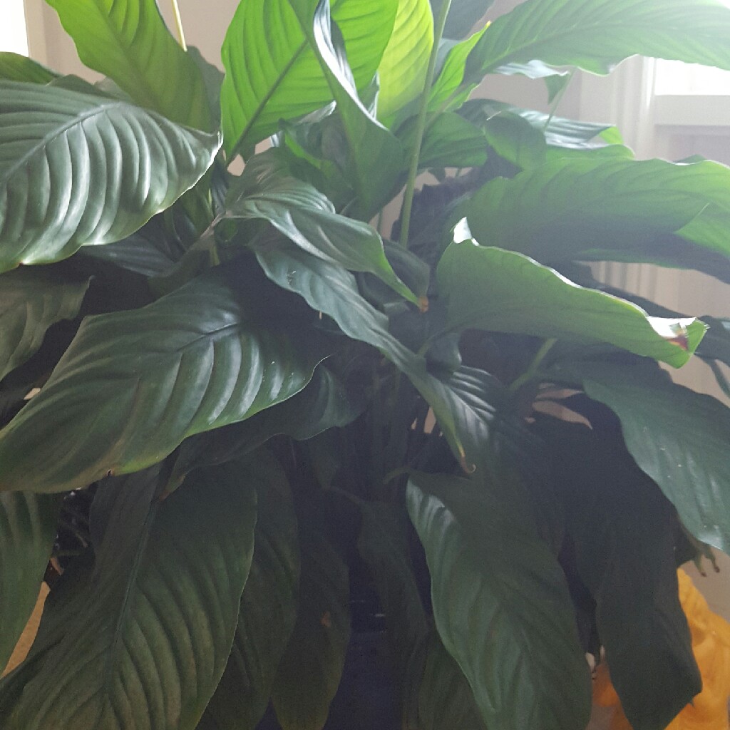 Peace Lily