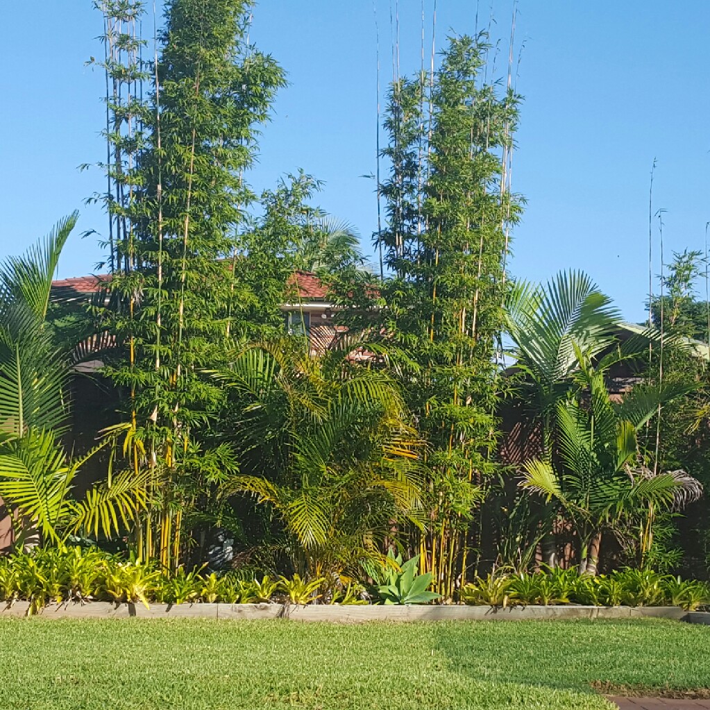 Alida's garden