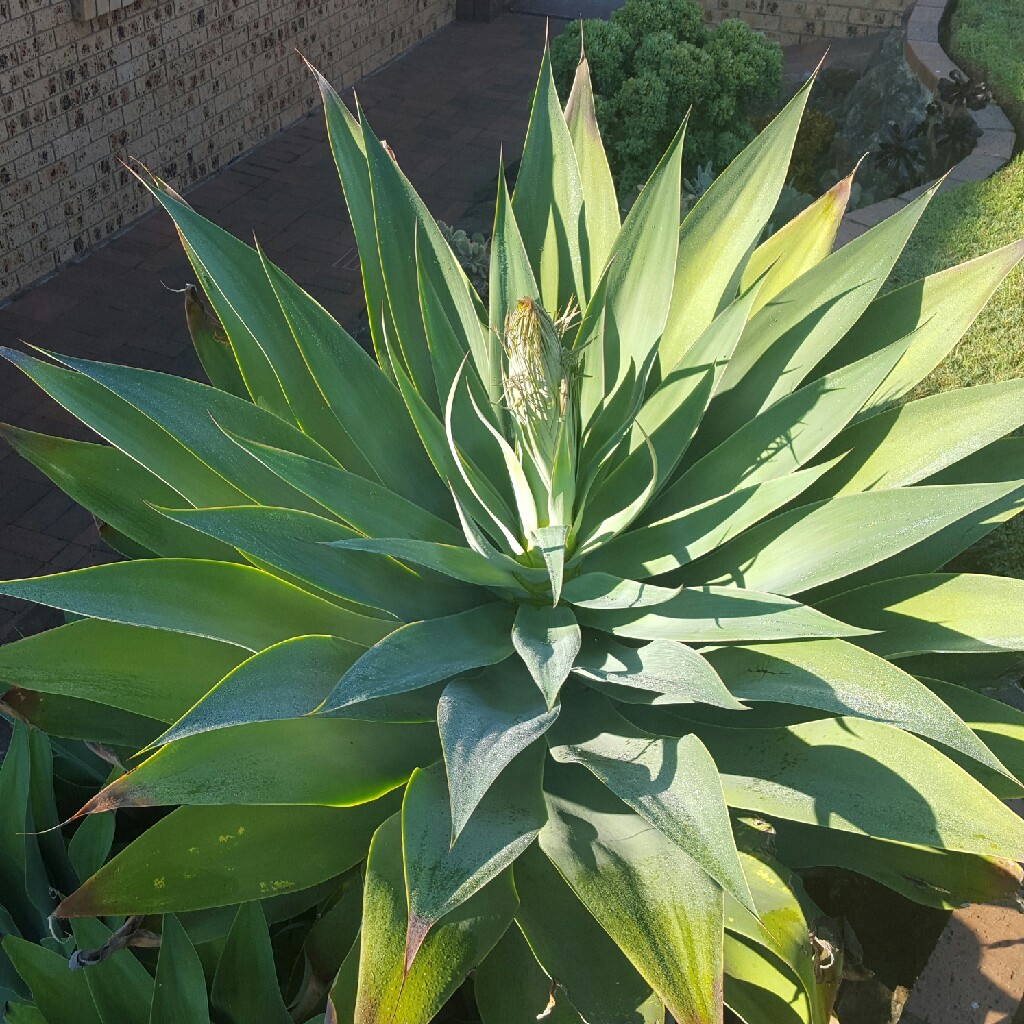 Foxtail Agave