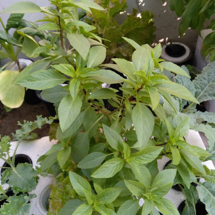 plant image 799031
