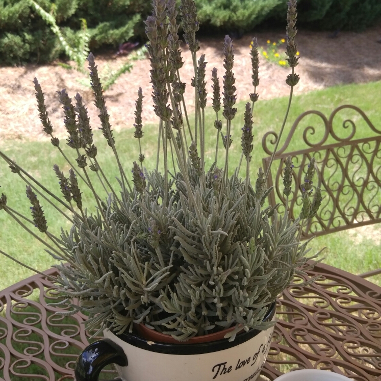 Plant image Lavandula pedunculata subsp. lusitanica 'Lusi Purple'