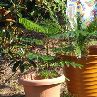 Royal Poinciana