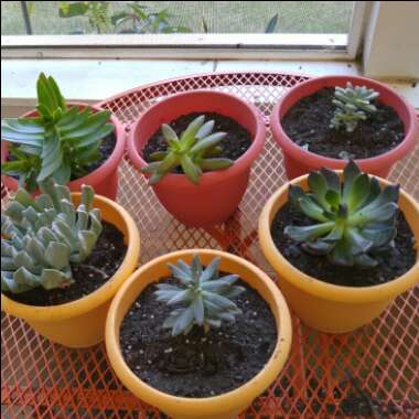 Succulent
