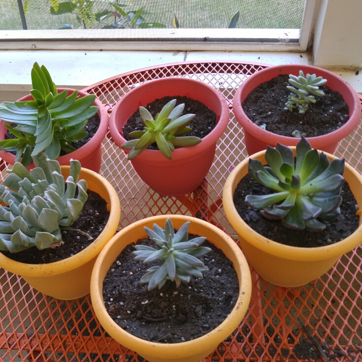plant image 223514