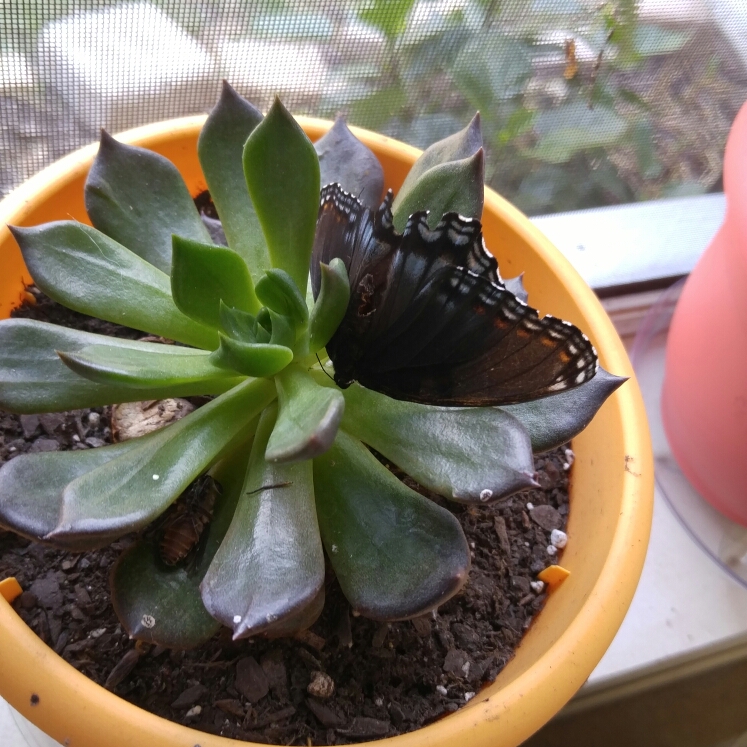 plant image 235982