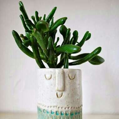 Succulent