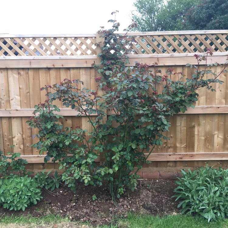 plant image 1000694