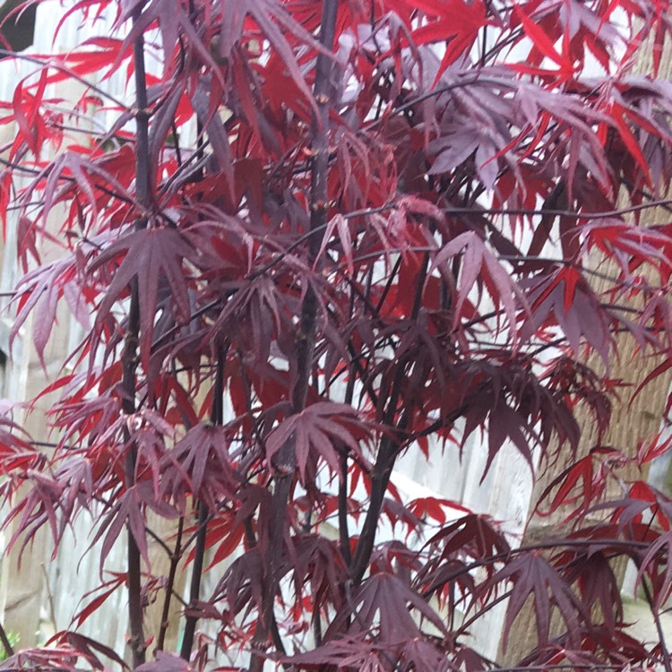 Plant image Acer palmatum 'Bloodgood'