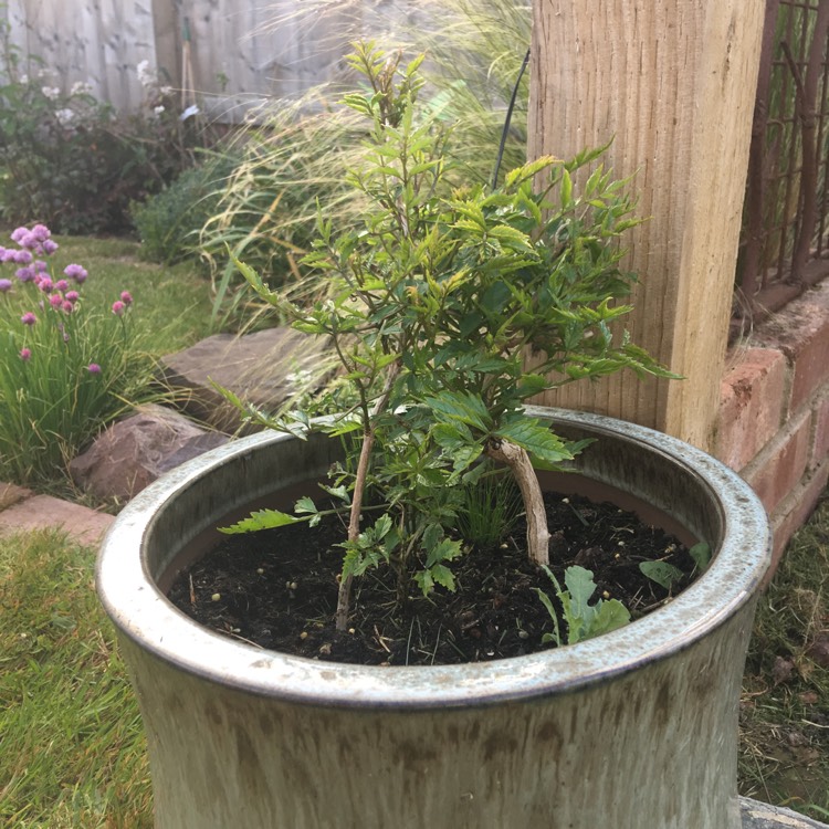plant image 1063650