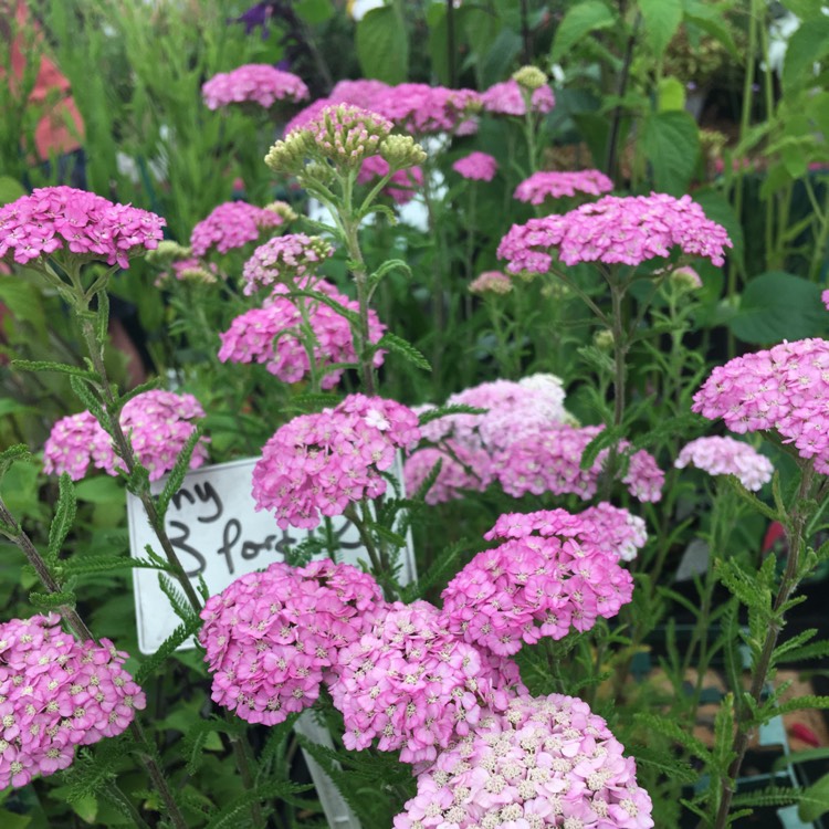 Achillea millefolium 'Apple Blossom', Yarrow 'Apple Blossom' - uploaded ...