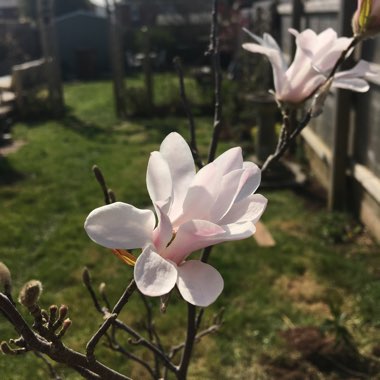 Magnolia x loebneri 'Leonard Messel'