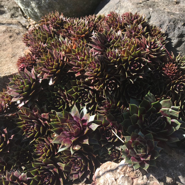 plant image 1259292