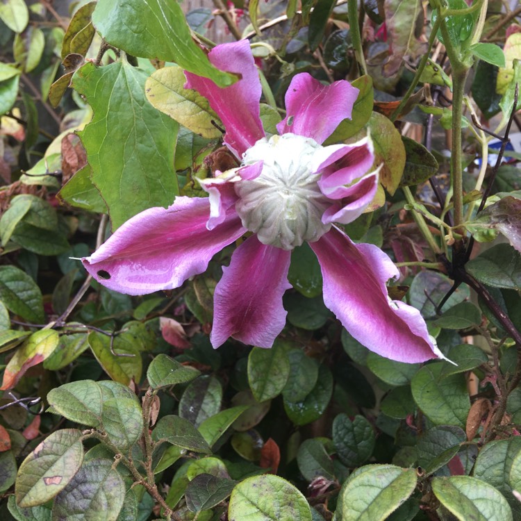 plant image 1271573 plant image 1271573