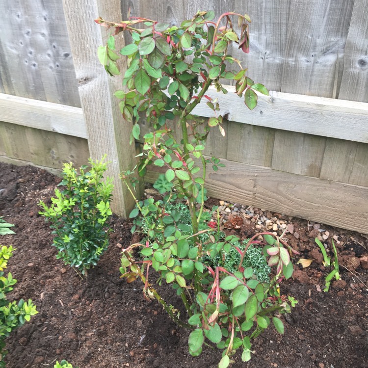 Plant image Rosa 'Auspaddle' syn. Rosa 'Royal Jubilee'