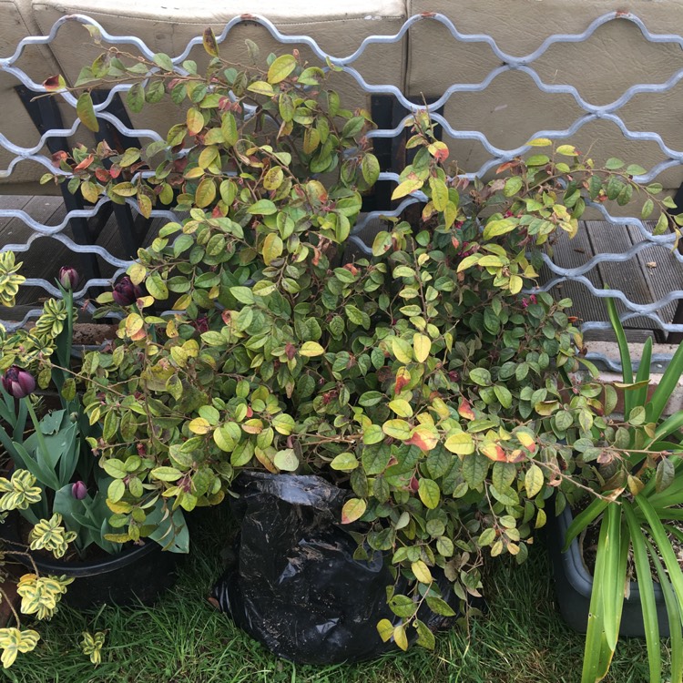 Plant image Loropetalum chinense