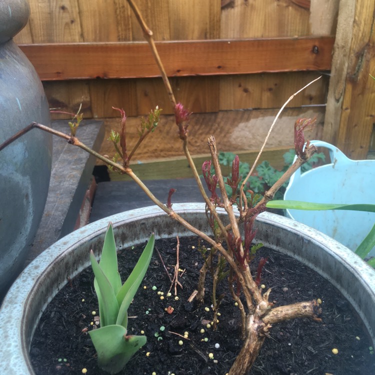 Plant image Campsis
