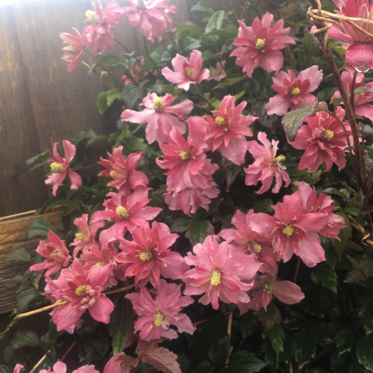 plant image 1283408 plant image 1283408