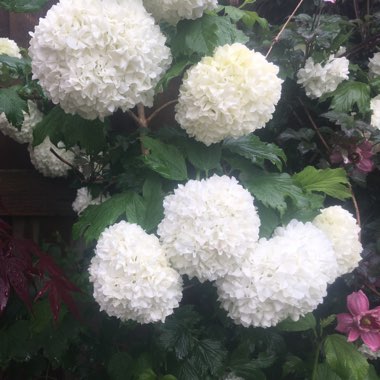 Viburnum opulus 'Roseum' syn. Viburnum opulus 'Sterile'
