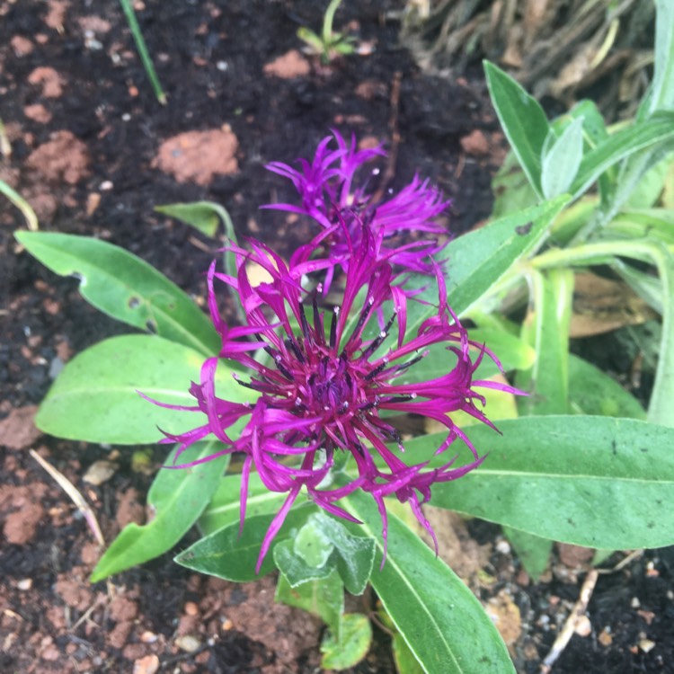 plant image 1283427 plant image 1283427