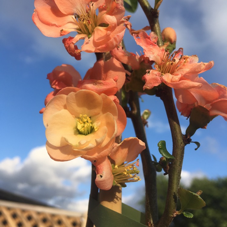 Plant image Chaenomeles speciosa 'Geisha Girl' syn. Chaenomeles japonica 'Geisha Girl'
