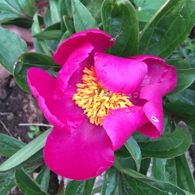 Paeonia lactiflora 'Karl Rosenfield'