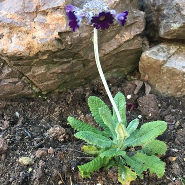Primula poissonii