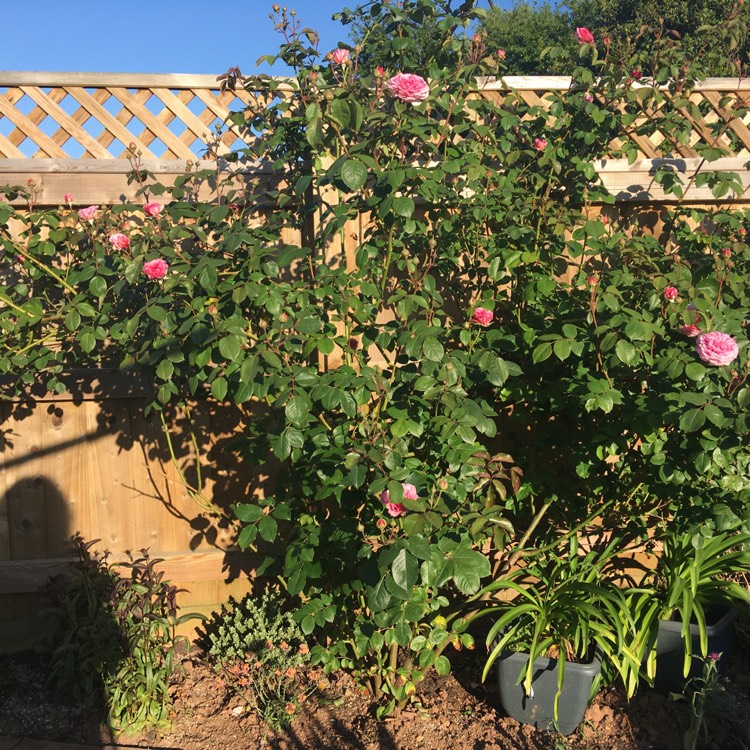 plant image 1299552