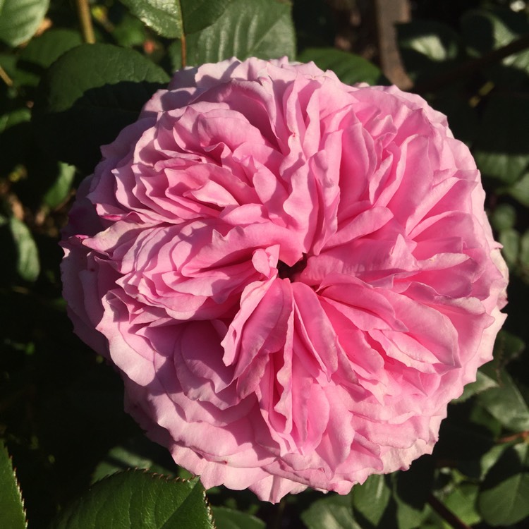 plant image 1299554