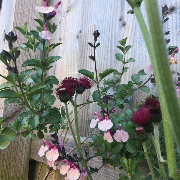 Plant image Salvia microphylla x greggii hybrid 'Dancing Dolls'