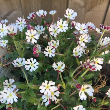 Zaluzianskya ovata 'Star Balsam'