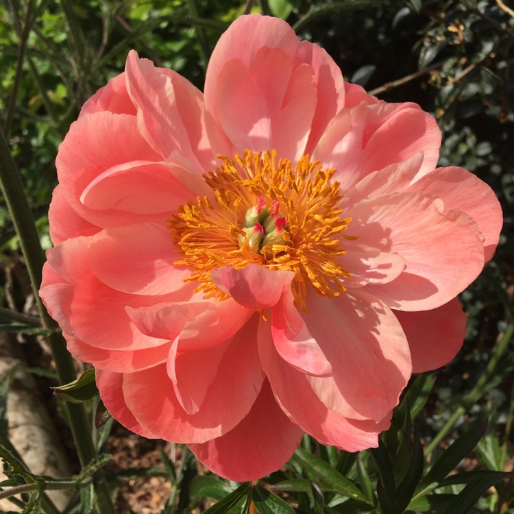 Plant image Paeonia 'Coral Charm'