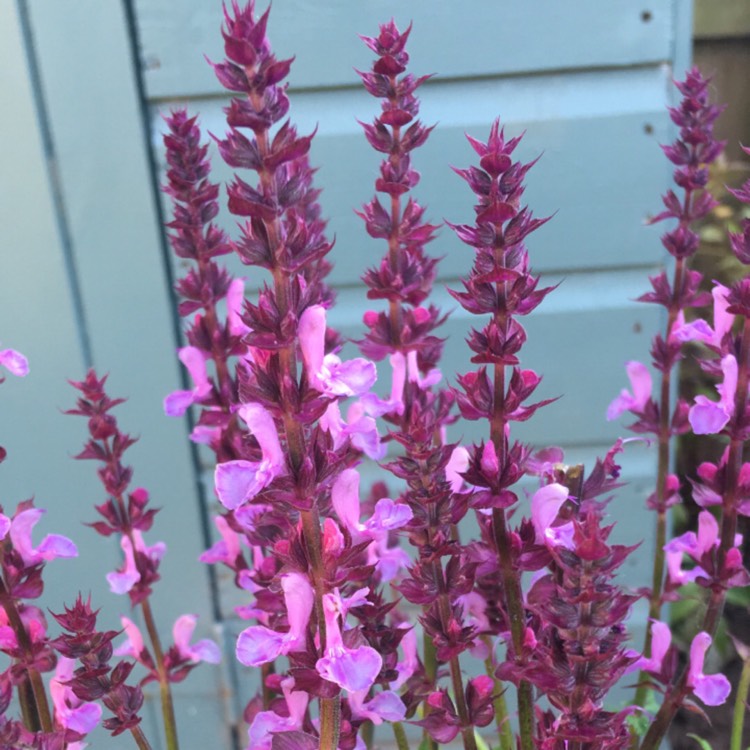 Plant image Salvia x sylvestris 'Rose Queen'