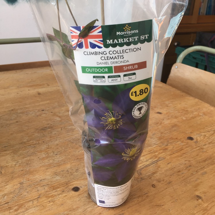 Plant image Clematis 'Daniel Deronda'