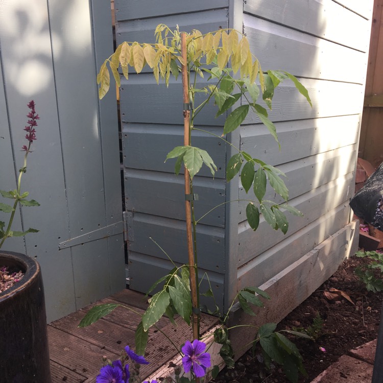 Plant image Wisteria sinensis 'Alba'