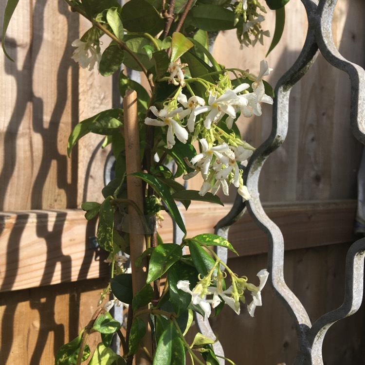Plant image Trachelospermum jasminoides
