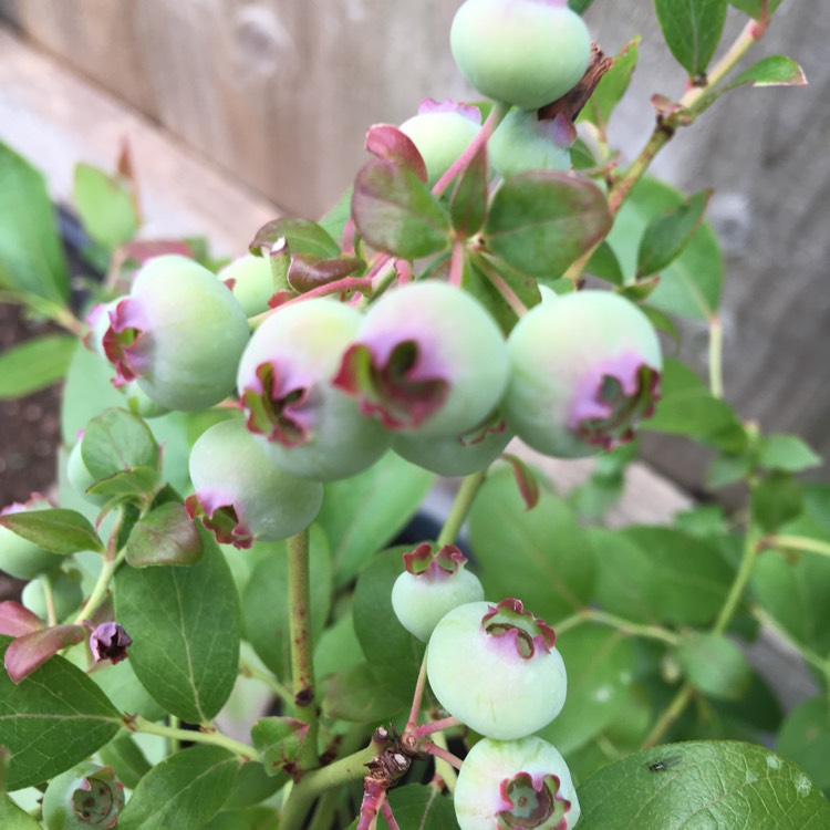 plant image 1334723