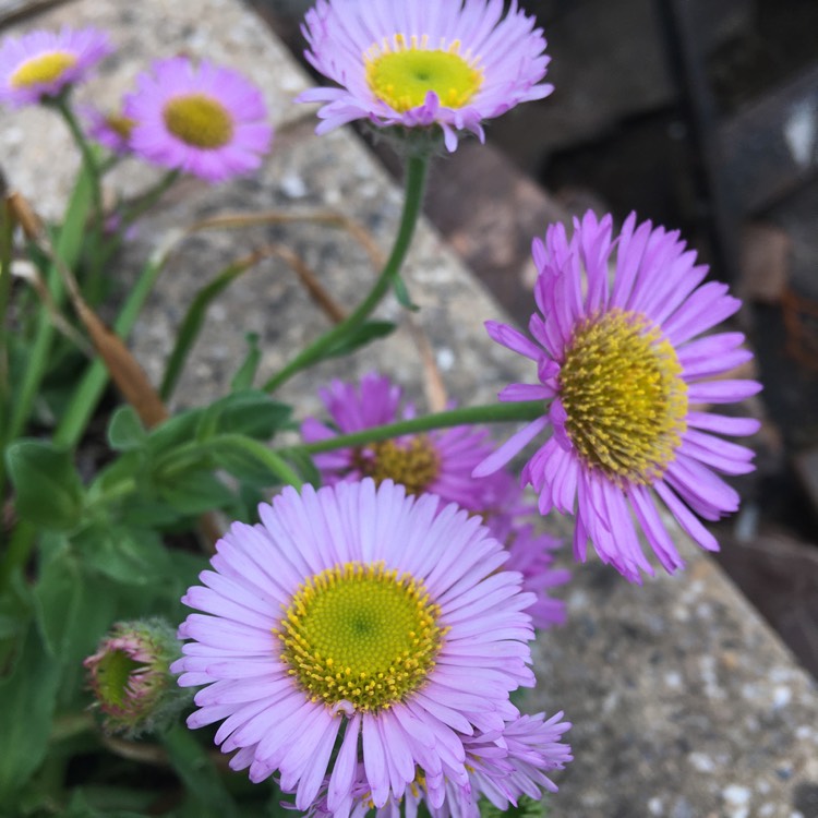 Plant image Erigeron glaucus 'Sea Breeze'