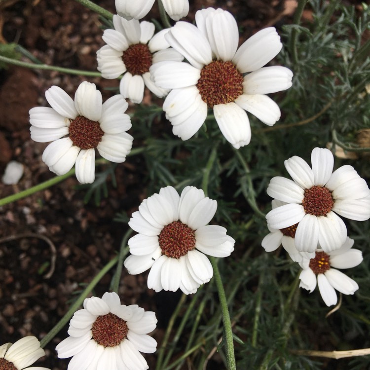 Plant image Rhodanthemum 'Casablanca' (Atlas Daisy Series)