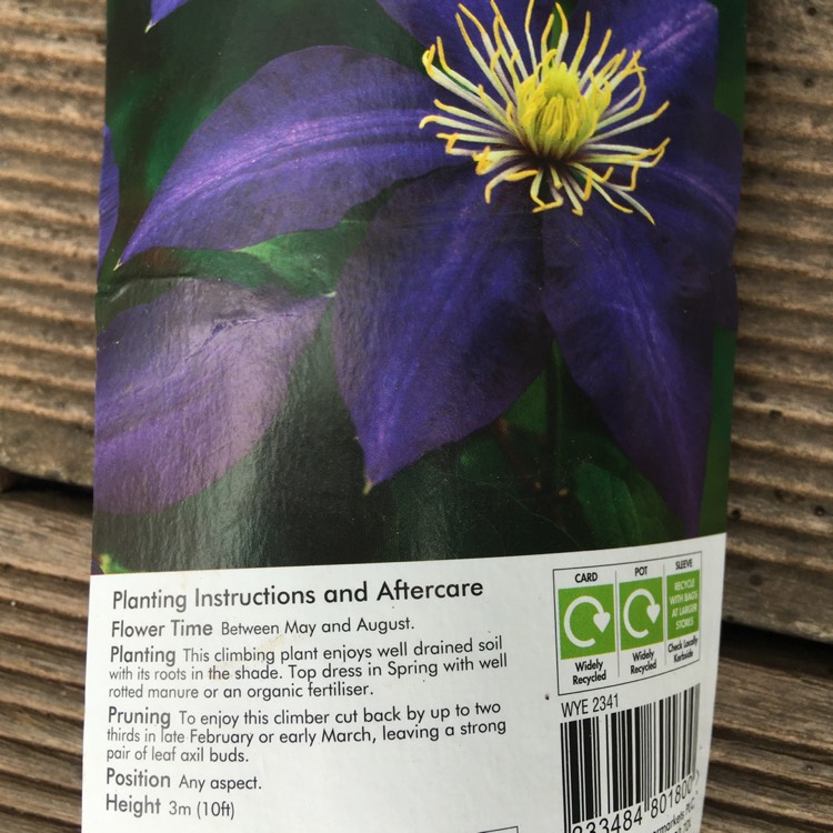 plant image 1334752