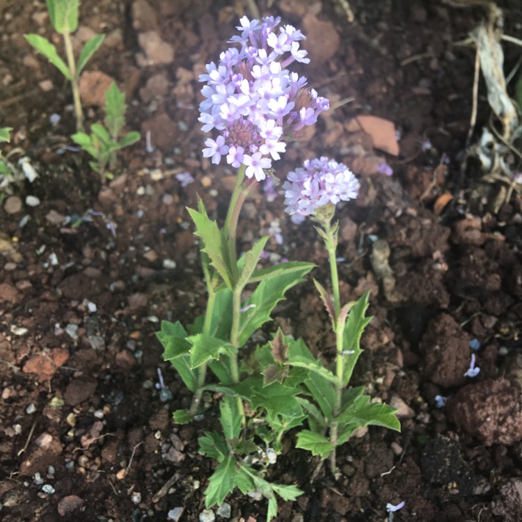 Plant image Verbena rigida 'Polaris'