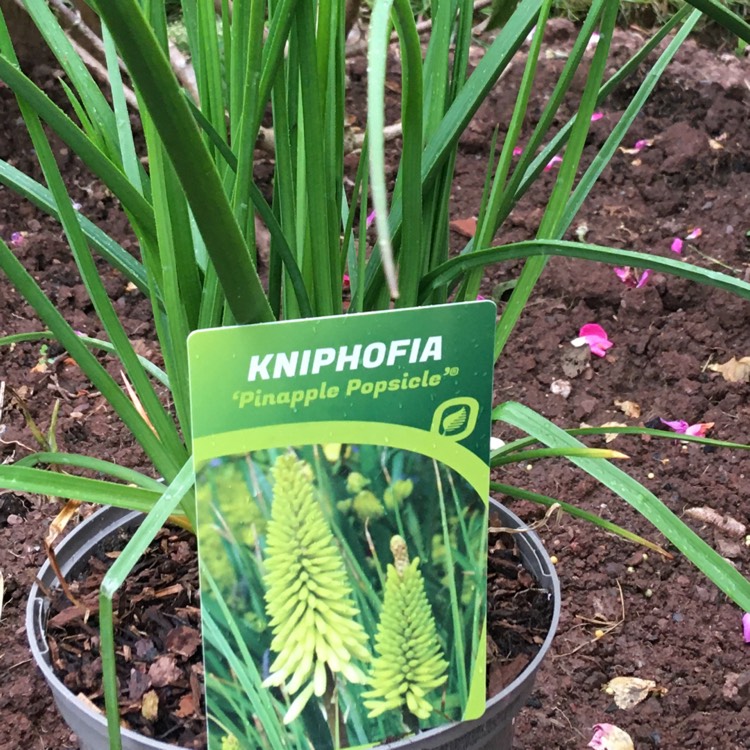 plant image 1342671