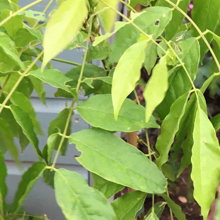 plant image 1342672