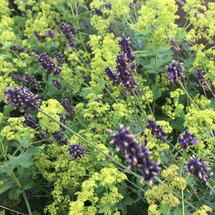 plant image 1364814