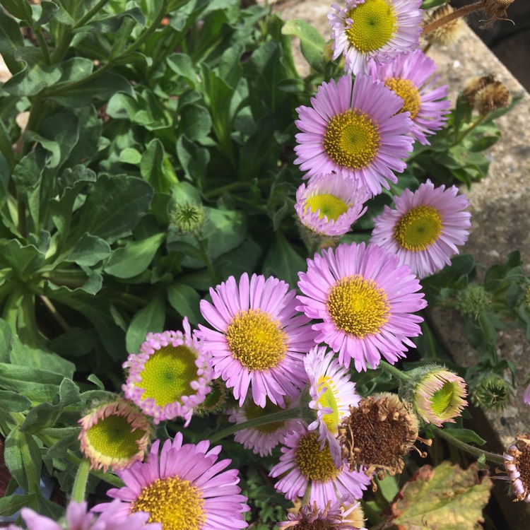 plant image 1364815