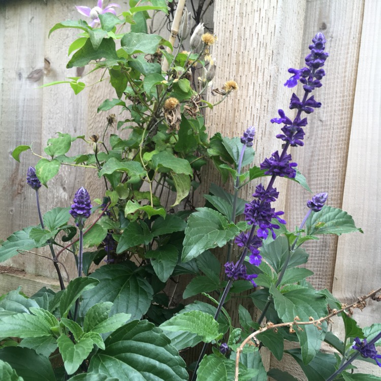 plant image 1369130