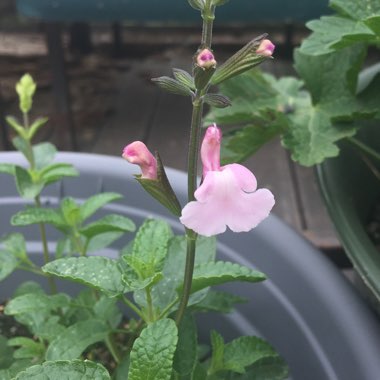 Salvia ‘Mirage Soft Pink'