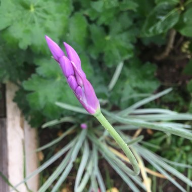 Tulbaghia violacea 'Silver Lace' syn. Tulbaghia violacea 'Variegata'
