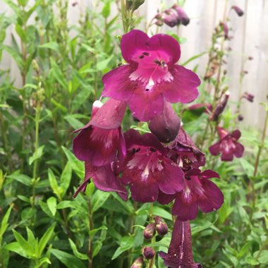Penstemon 'Raven'